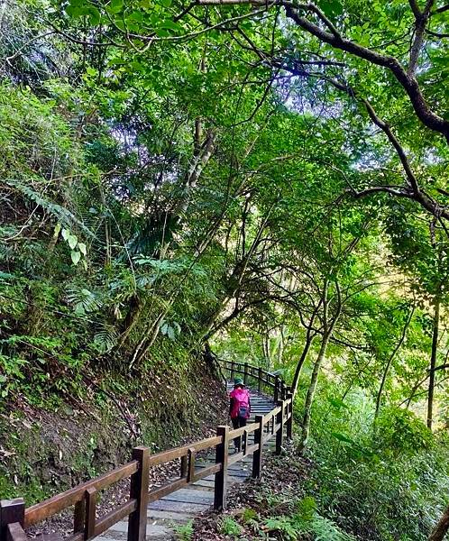 夏日清涼好去處「竹坑步道」訪 龍瀑布