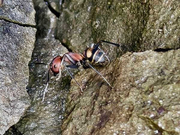 夏日清涼好去處「竹坑步道」訪 龍瀑布