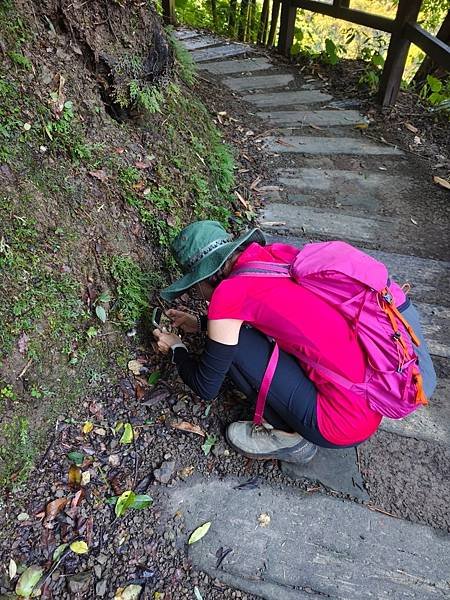 夏日清涼好去處「竹坑步道」訪 龍瀑布