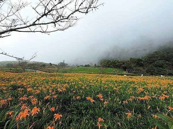 一次三大金針山 花況報乎你災