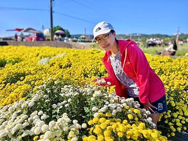 賞菊初體驗 ｜2024銅鑼杭菊生活節～菊內人 杭菊季開跑！！