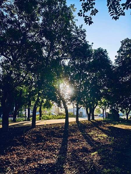 雲林～迷宮秘境「五年千歲公園」、時空跳轉「虎尾建國眷村」、榕