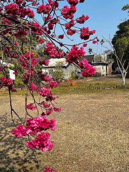 賞櫻趣～中科崴立櫻花公園 &amp; 泰安派出所