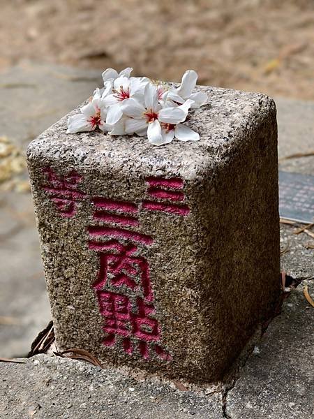 白賓山｜桐花趣