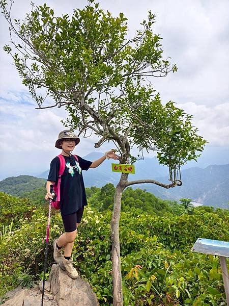 白賓山｜桐花趣