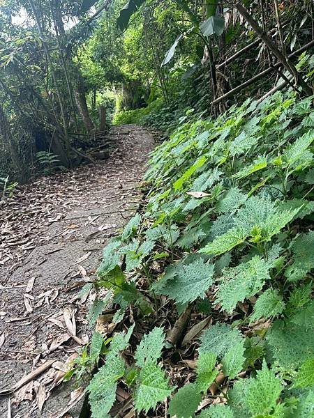 苗栗～馬拉邦山