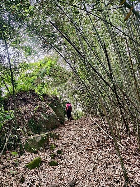 苗栗～馬拉邦山