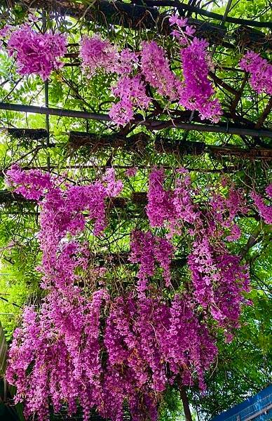 雲林｜忠雲宮～賞石斛蘭瀑布