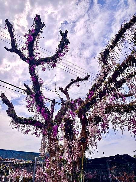 雲林｜忠雲宮～賞石斛蘭瀑布