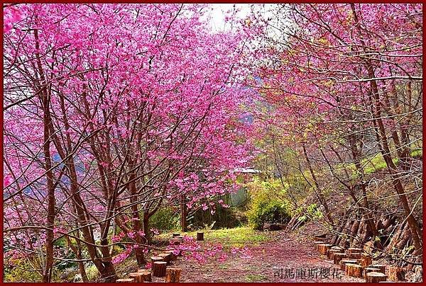 司馬庫斯櫻花-雅屋民宿