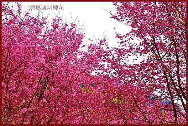 鎮西堡櫻花-雅屋民宿