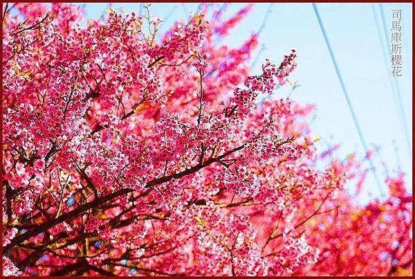 鎮西堡櫻桃花-雅屋民宿