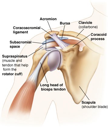 supraspinatus-3.jpg