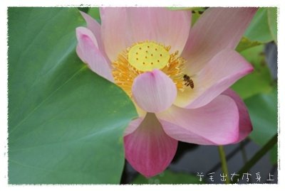 IMG_9930.JPG