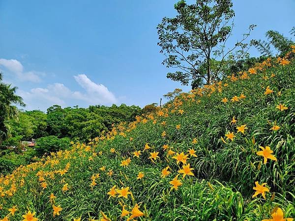 彰化虎山巌金針花賞花順買！廟旁美食區超夯伴手禮  米香伯蛋黃