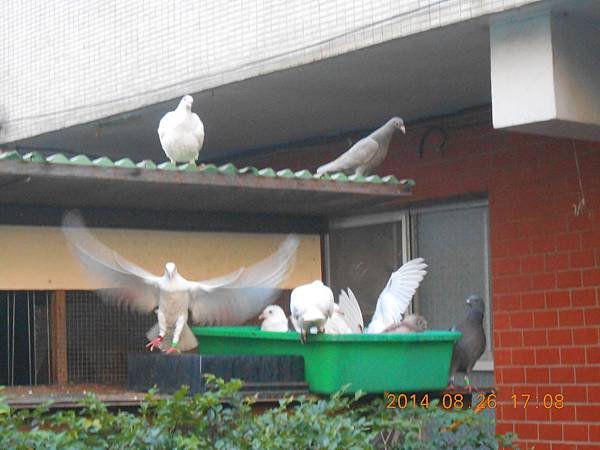 8月 270