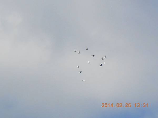 春季鴿外訓 009