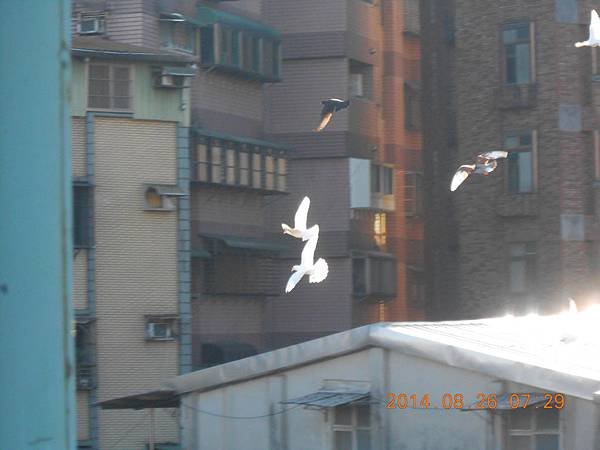 8月 261