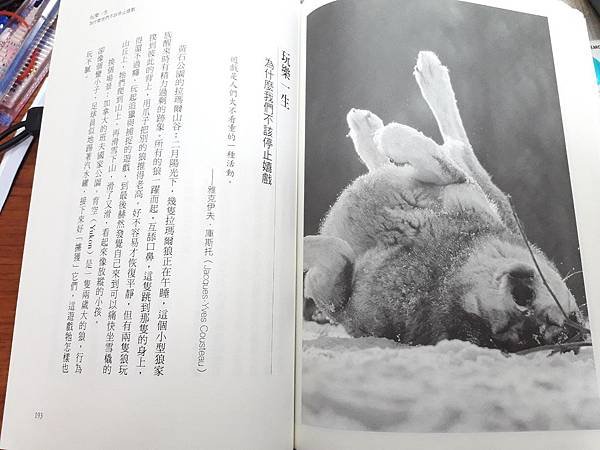 狼的智慧_書內有可愛狼圖片.jpg