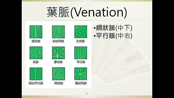 為嘉義森林系小大一們迎新而設計的教案──淺談「葉形」「葉脈」「葉質」_葉脈.png