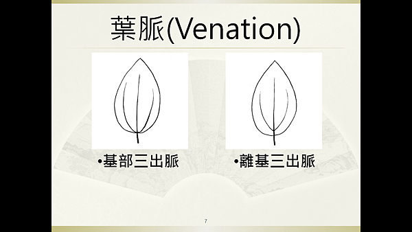 為嘉義森林系小大一們迎新而設計的教案──淺談「葉形」「葉脈」「葉質」_葉脈_三出脈.png