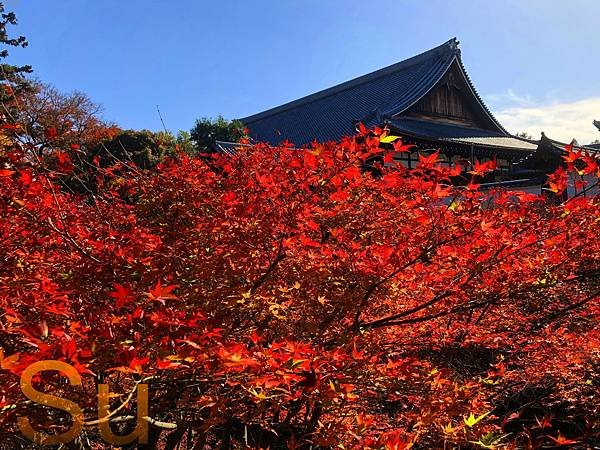 「東福寺」2025最新賞楓情報-京都高人氣絕美必訪｜火紅的紅