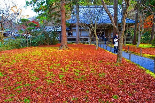 「三千院」2024最新賞楓情報-京都遠離塵囂幽靜脫俗的千年門