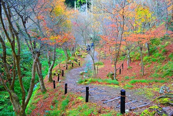 京都大原「三千院」2024最新賞楓情報-遠離塵囂幽靜脫俗千年