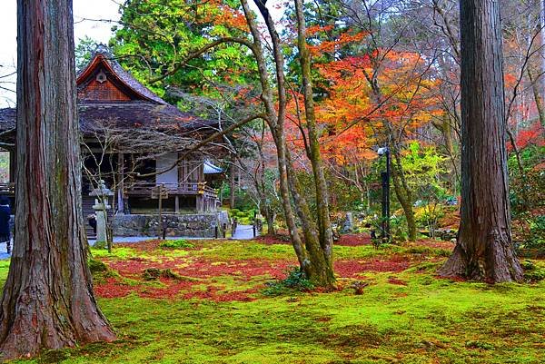 京都大原「三千院」2024最新賞楓情報-遠離塵囂幽靜脫俗千年