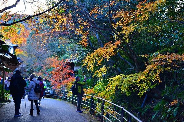 京都大原「三千院」2024最新賞楓情報-遠離塵囂幽靜脫俗千年