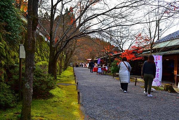 京都大原「三千院」2024最新賞楓情報-遠離塵囂幽靜脫俗千年