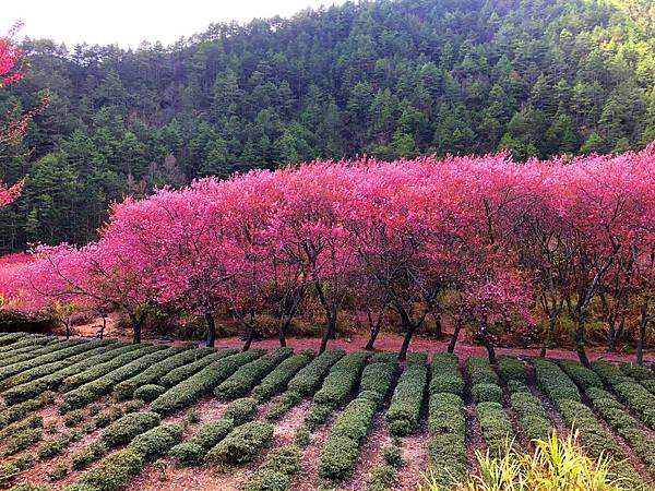 「2025武陵農場櫻花季」｜極美高山櫻花河交通、景點&amp;最新賞