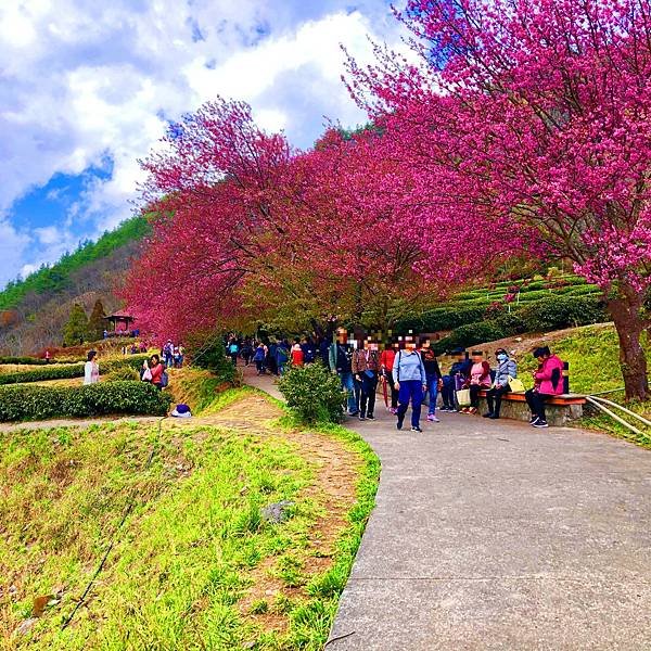 「2025武陵農場櫻花季」｜極美高山櫻花河交通、景點&amp;最新賞