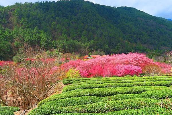 「2025武陵農場櫻花季」｜極美高山櫻花河交通、景點&amp;最新賞