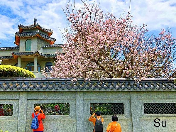 「東方寺的櫻花開了」2025最新賞花情報｜古寺櫻花、陽明山隱