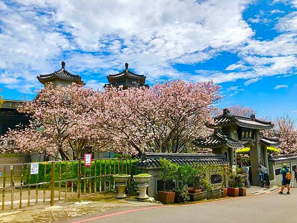 「東方寺櫻花開了嗎？」2025陽明山隱藏版櫻花秘境最新花況&amp;