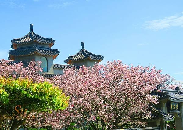 「東方寺櫻花開了」2025陽明山隱藏版櫻花秘境最新花況&amp;賞花