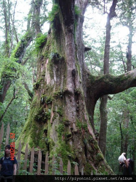 神木區--這就是叫做「大老爺」的紅檜神木..全台第二大神木喔..圍達到20.5公尺，高度約有15層樓高！據推測它應該有2,500歲了