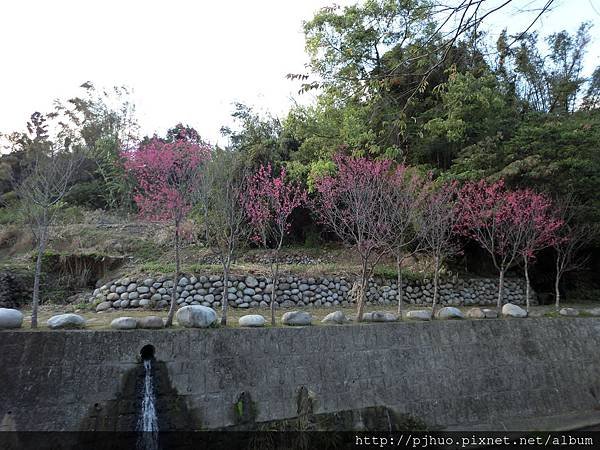 櫻花步道