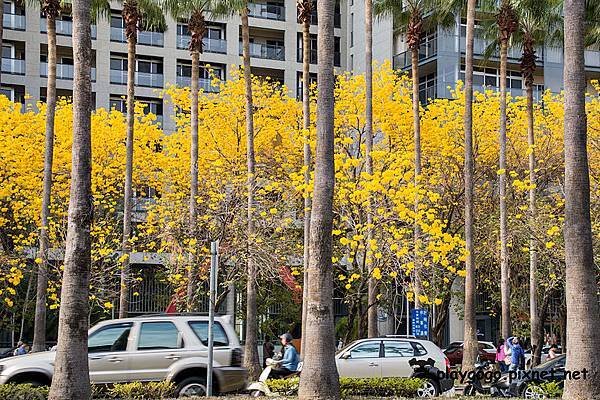 台南黃金風鈴木18