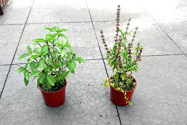20110510 023.jpg