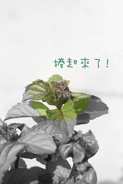 20110408 010.jpg