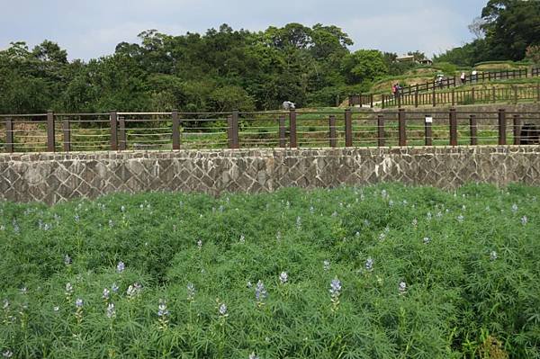 0504《貓空》樟樹步道 (9).JPG