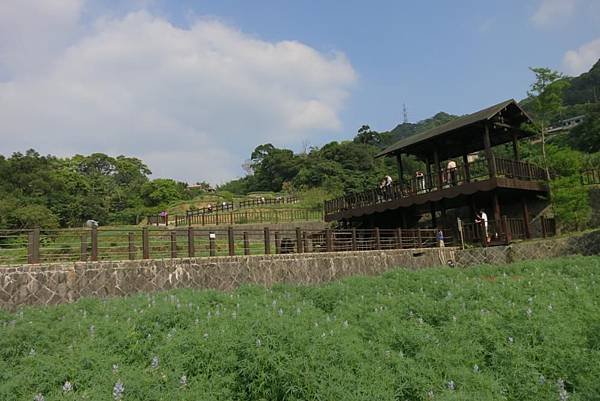 0504《貓空》樟樹步道 (11).JPG