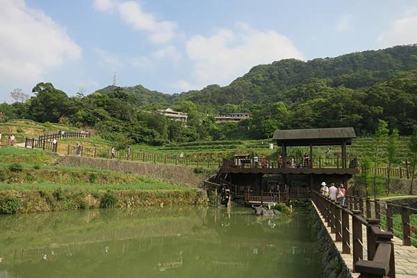 0504《貓空》樟樹步道 (15).JPG