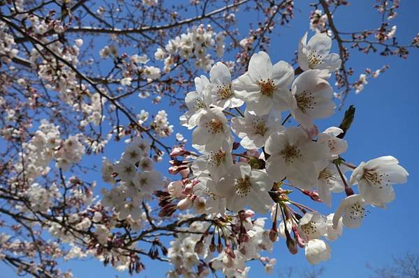 0513《福岡城の桜》舞鶴公園.JPG