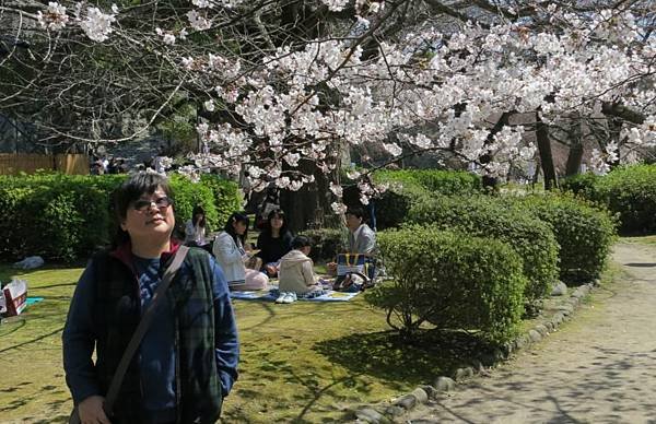 0514《福岡城の桜》大濠公園 (2).JPG