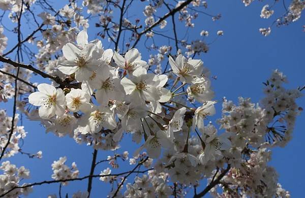 0514《福岡城の桜》大濠公園 (3).JPG