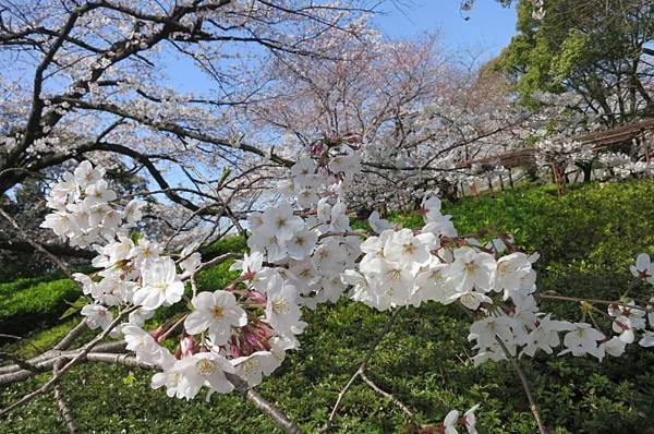 0514《福岡城の桜》大濠公園 (5).JPG