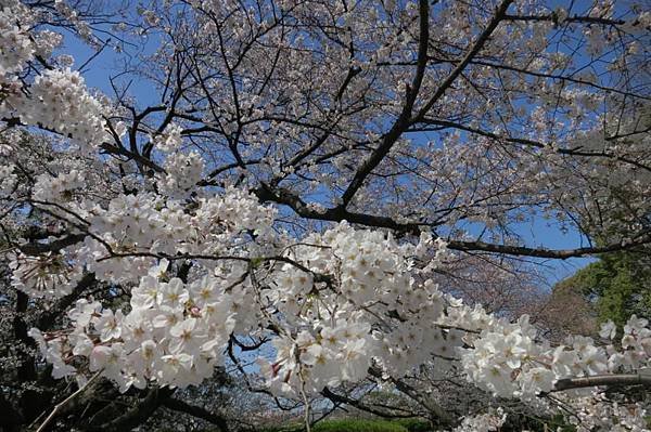 0514《福岡城の桜》大濠公園 (15).JPG